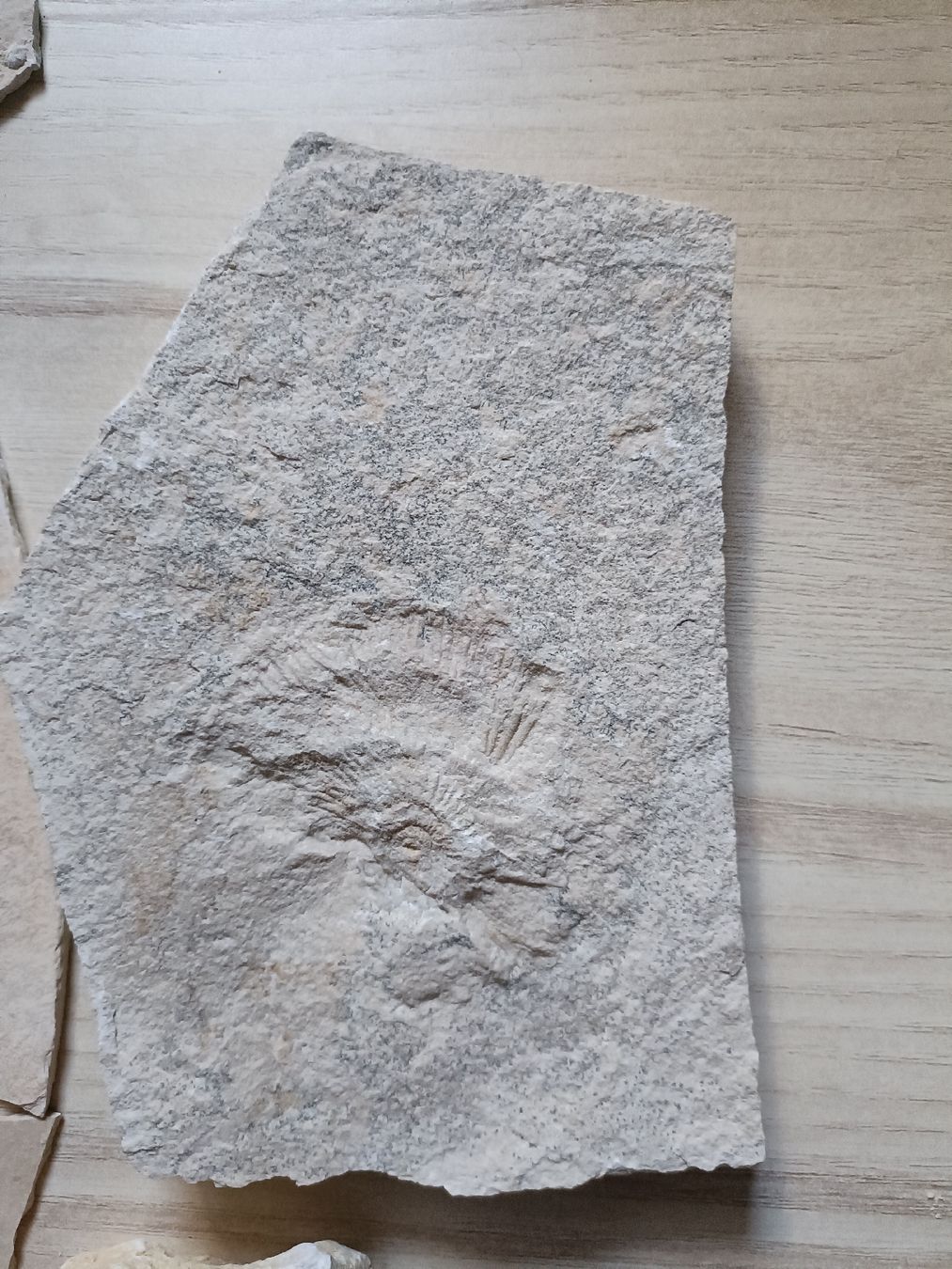 Fossili: Fossilien Sammlung von Solnhofen, DE – Usato da Baden venduto da mar_zhd9 3