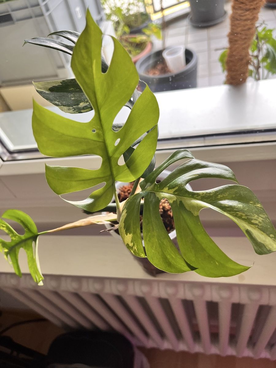 Piante & sementi: Monstera minima variegated Junge Pflanze  – Usato da Sursee venduto da gal_lp7g 2
