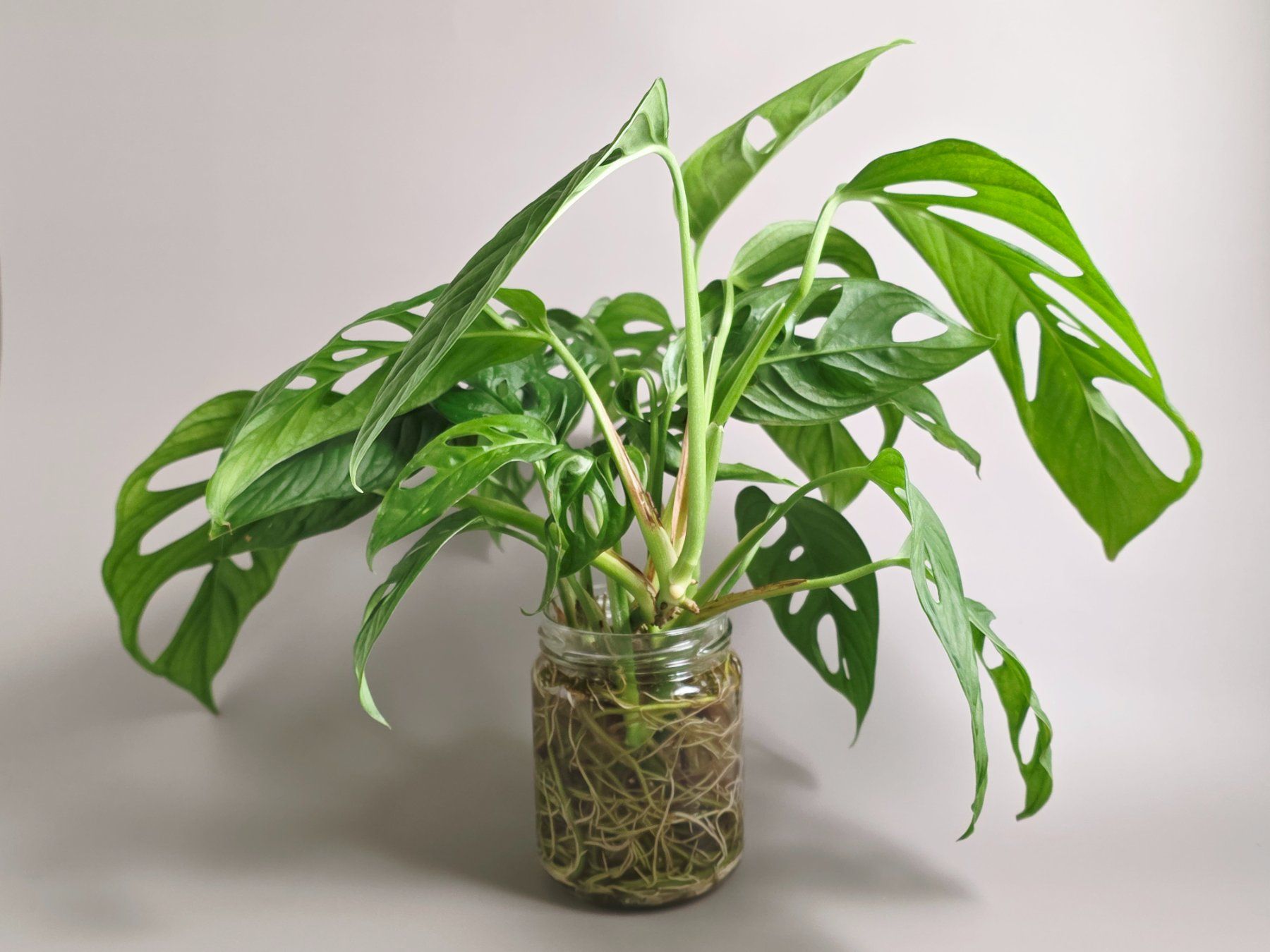 Pflanzen & Samen: Monstera adansonii / Monkey Leaf Steckling – Neu (gemäss Beschreibung) aus Gerolfingen von Azora 2
