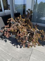 Crassula ovata Geldbaum grosse Pflanze im Topf gepflegt