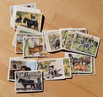 Sammelbilder Thema Kamerad Hund 50er Jahre