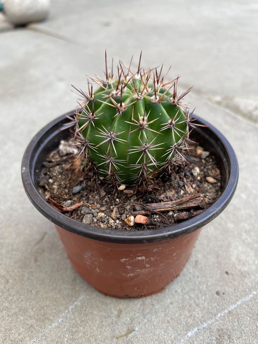 Piante & sementi: Echinopsis Eyriesii Bauernkaktus – Usato da Dierikon venduto da Wale71 4