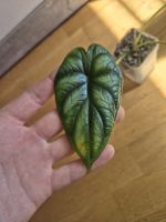 Alocasia baginda ‘Dragon Scale’ – PON
