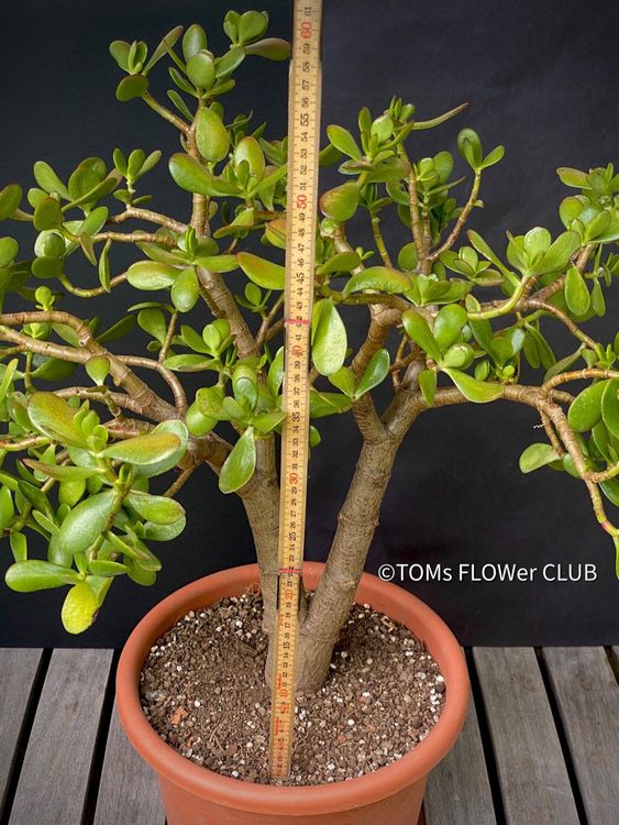 CRASSULA OVATA 50x60cm Geldbaum 11J altes BonsaiBäumchen . Kaufen