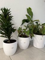 3 Zimmerpflanzen im Set mit Designer-Töpfen