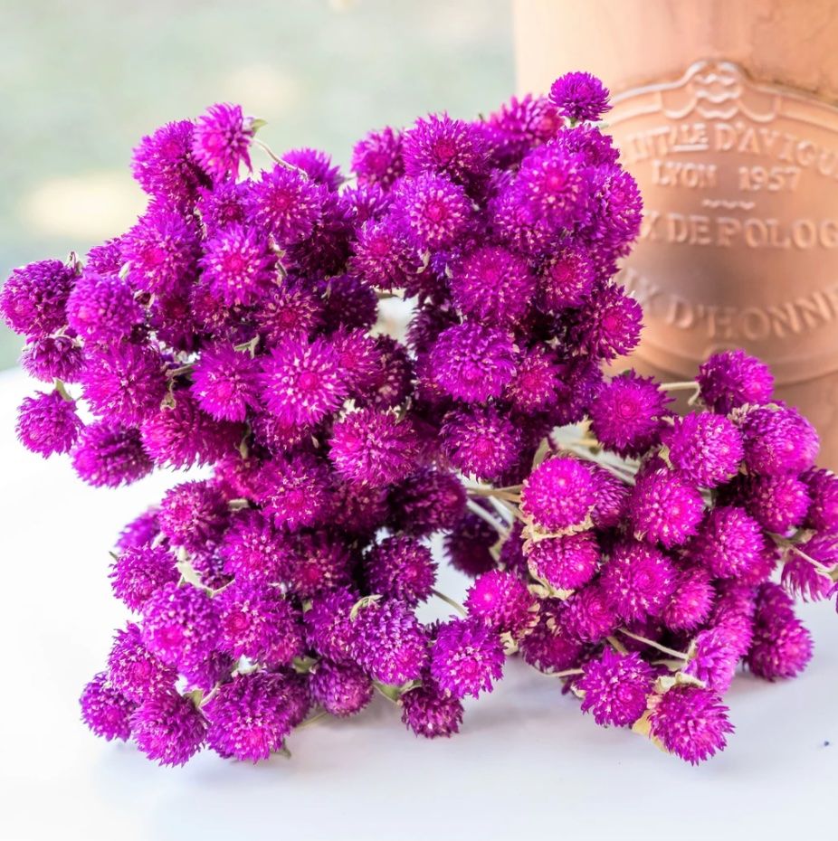 Piante & sementi: 50 Samen Kugelamarant Gomphrena PURPLE Samen – Nuovo (secondo la descrizione) da Ehrendingen venduto da VerveinaSamen 4