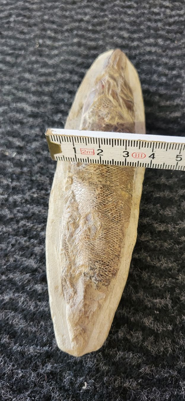 Fossili: Fossiler Fisch – Usato da Degersheim venduto da Sonnenbiene55 2