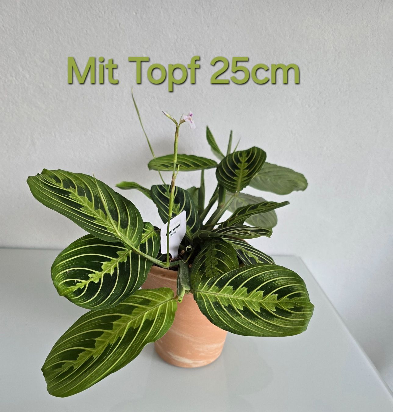 Piante & sementi: Maranta Leuconeura – Usato da Aarburg venduto da Glitzerzauber