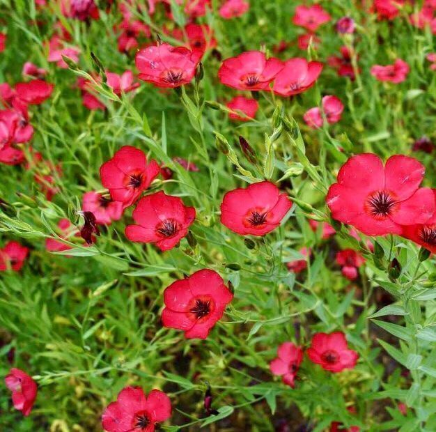 Piante & sementi: 30 Samen  Grossblumiger Lein RUBRUM ROT – Nuovo e nell'imballaggio originale da Rovio venduto da POSITIFFARTandPLANTS 1