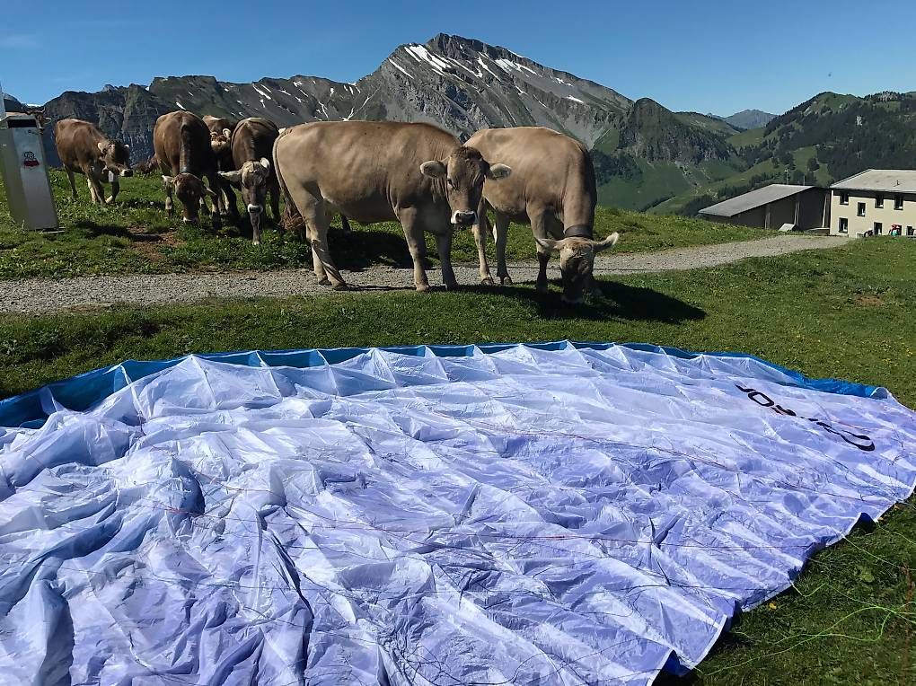 Ozone Flug- & Drachensport: Gleitschirm OZONE Mojo 4 L + SWING Connect + Notschirm – Gebraucht aus Ennetbürgen von Leibniz 4