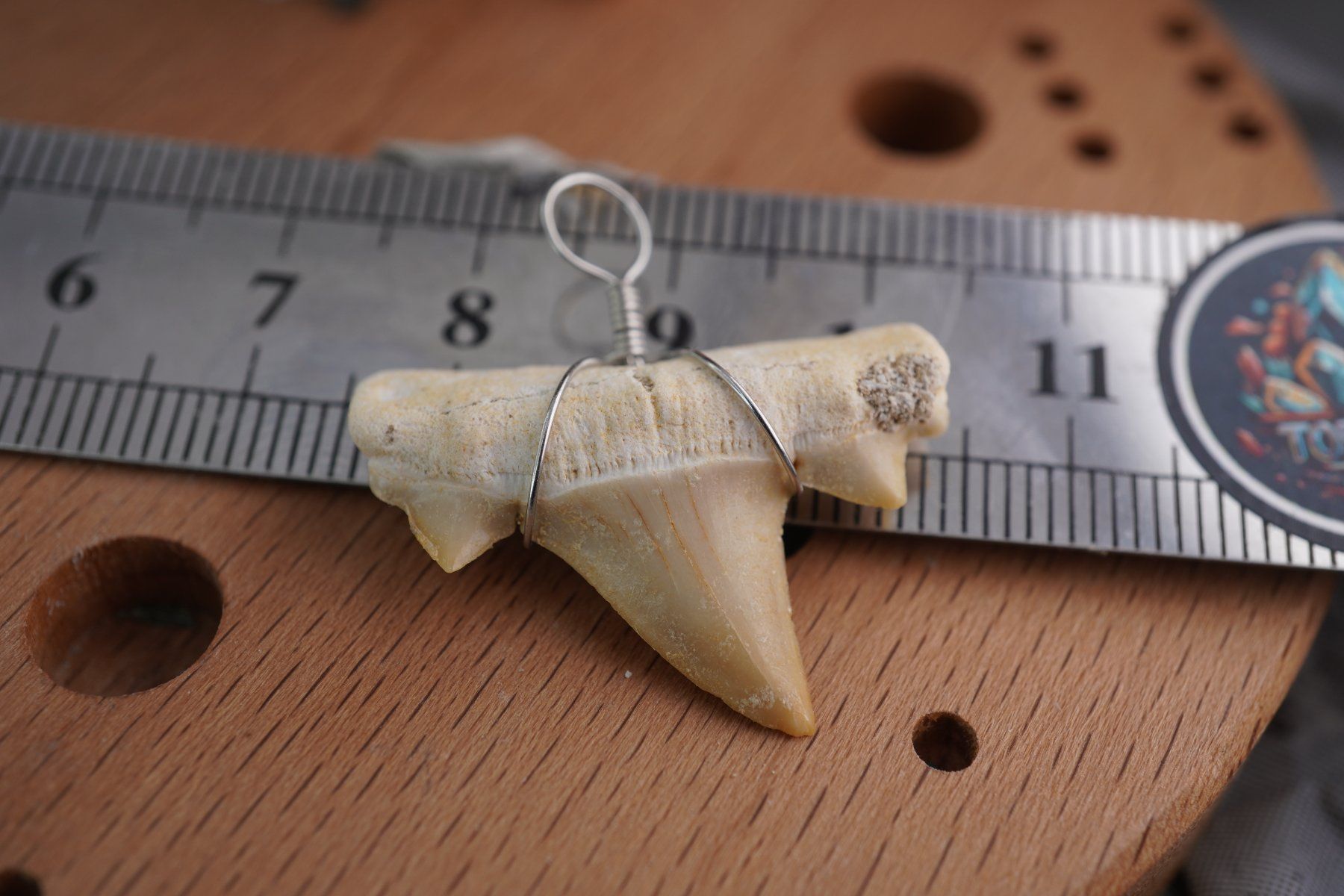 Minerali & Pietre curative: Fossiler  haizahn   Ab 1.-  Rausverkauf – Nuovo e nell'imballaggio originale da Eschenbach SG venduto da topstone 5