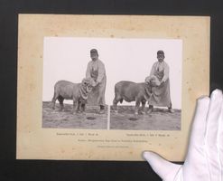 Fotografie Rambouillet Bock, mit Besitze