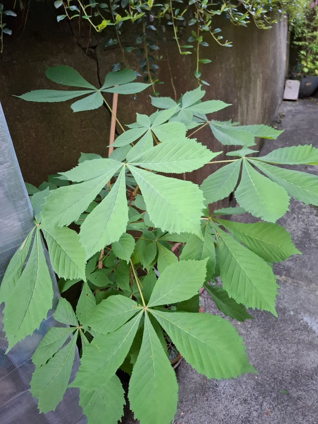 Piante & sementi: Rosskastanien- Baum – Usato da Zeihen venduto da P_B4