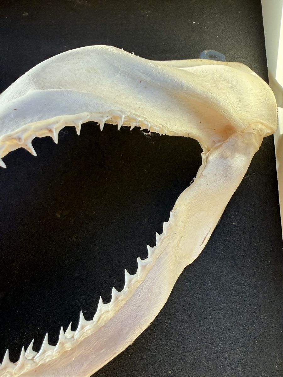 Welt der Tiere: Haifischgebiss – Gebraucht aus Grenchen von Bastet007 3