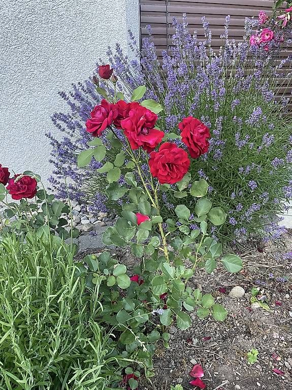 Plantes & graines: Rosen – D'occasion à Aeugst am Albis par mia_7p89 2