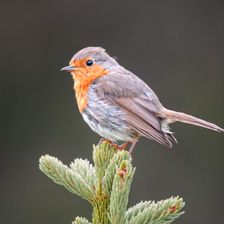 Profile image of Rockvivien