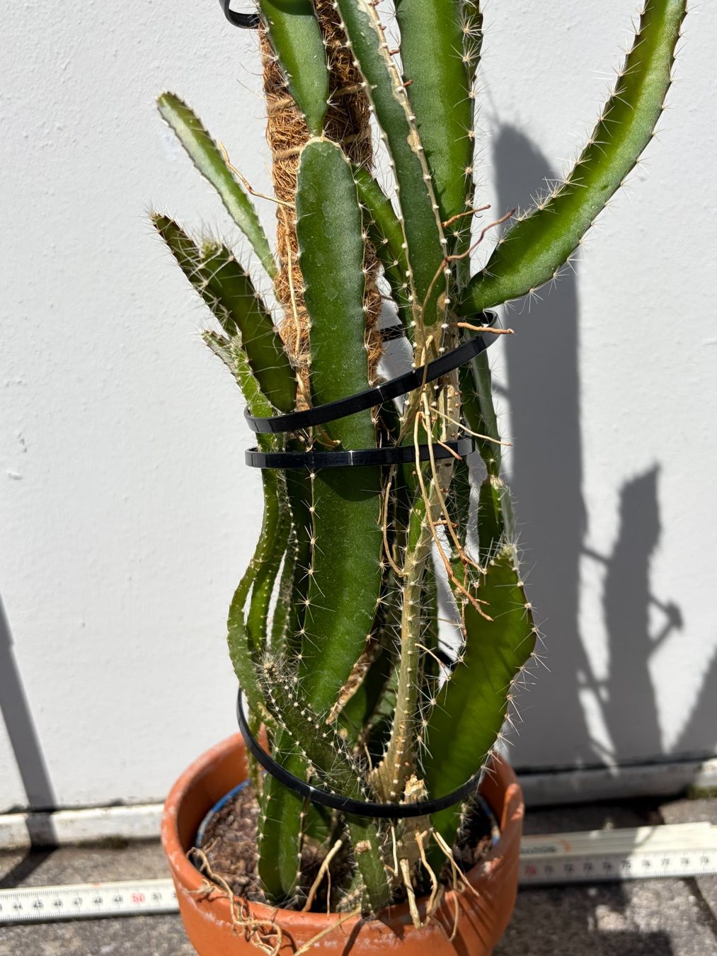 Piante & sementi: Drachenfrucht-Pflanzen, (rotfleischige Drachenfrucht) – Usato da Boll venduto da NRie 2