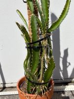 Drachenfrucht-Pflanzen, (rotfleischige Drachenfrucht)
