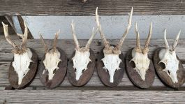 6 Rehböck- Geweihe / Trophäen