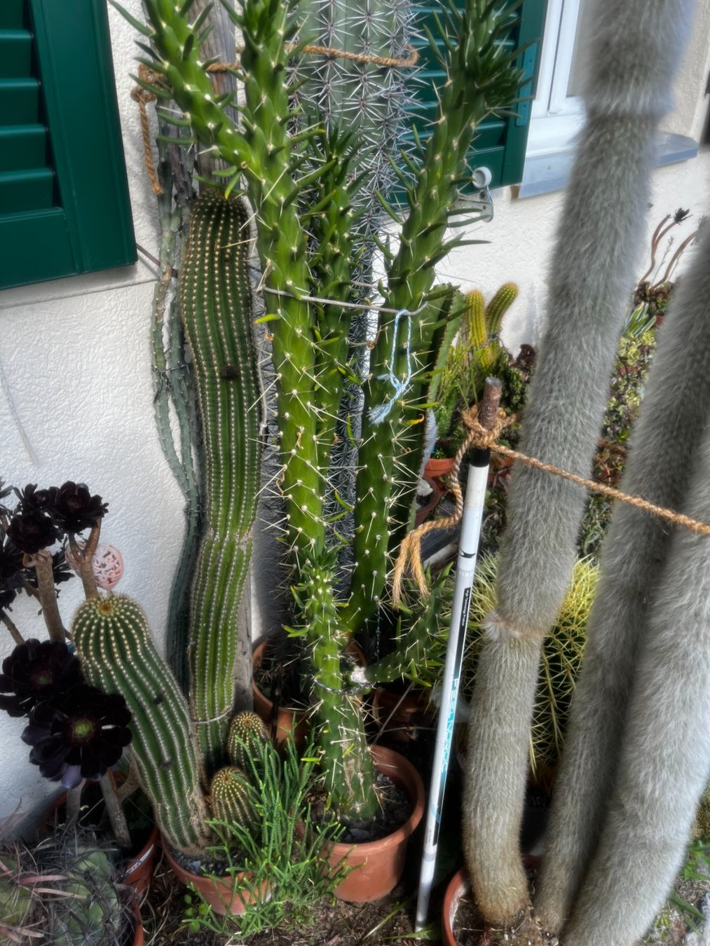 Piante & sementi: Austrocylindropuntia subulata monstruosa – Nuovo (secondo la descrizione) da Vinelz venduto da Wellensittich55