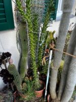 Austrocylindropuntia subulata monstruosa