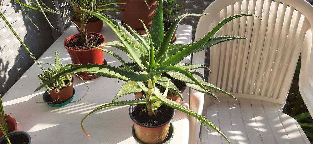 Bio Echte Aloe Arborescens Brasilianische Heilpflanze Kaufen Auf Ricardo 4933