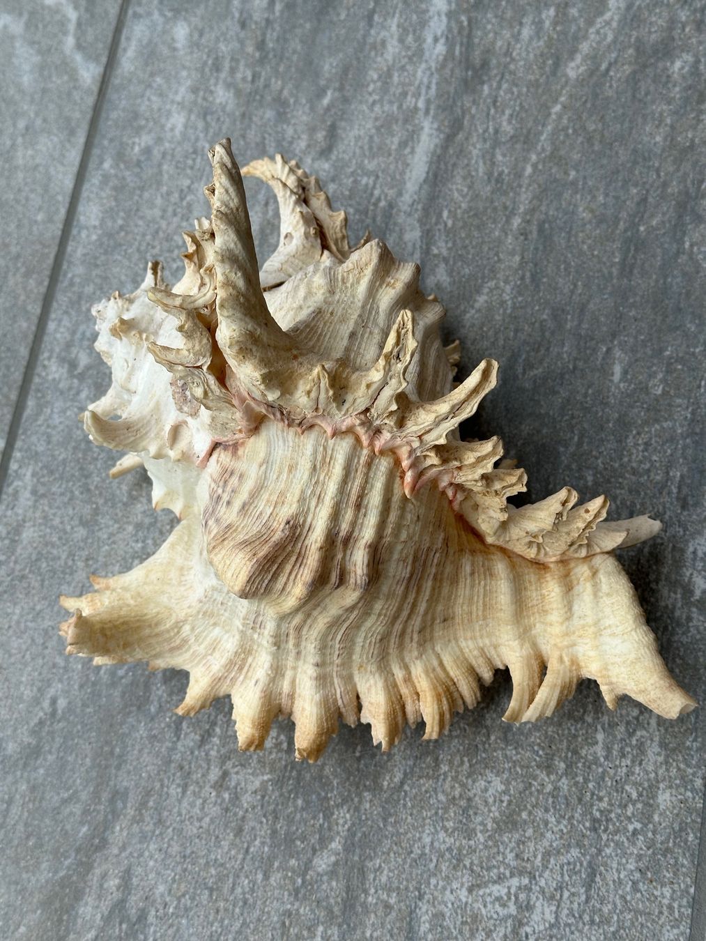 Fossili: Muschel gross – Usato da Obstalden venduto da Porco13 1