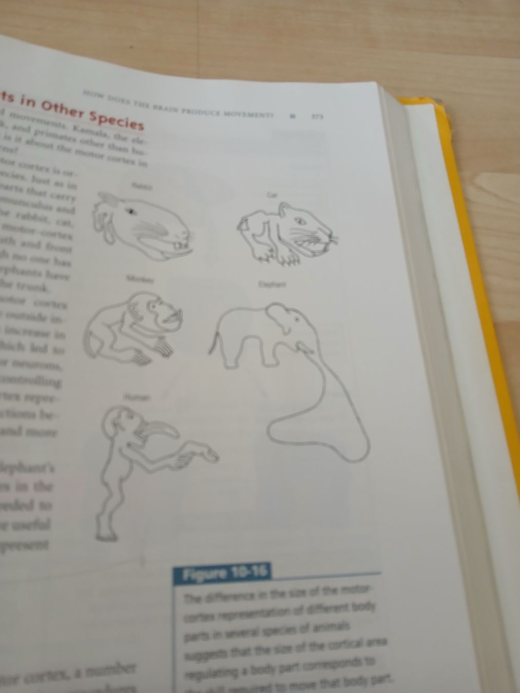 Libri: Libro Brain and Behavior Kolb Whishaw usato  – Usato da Zürich venduto da Ransomware 4