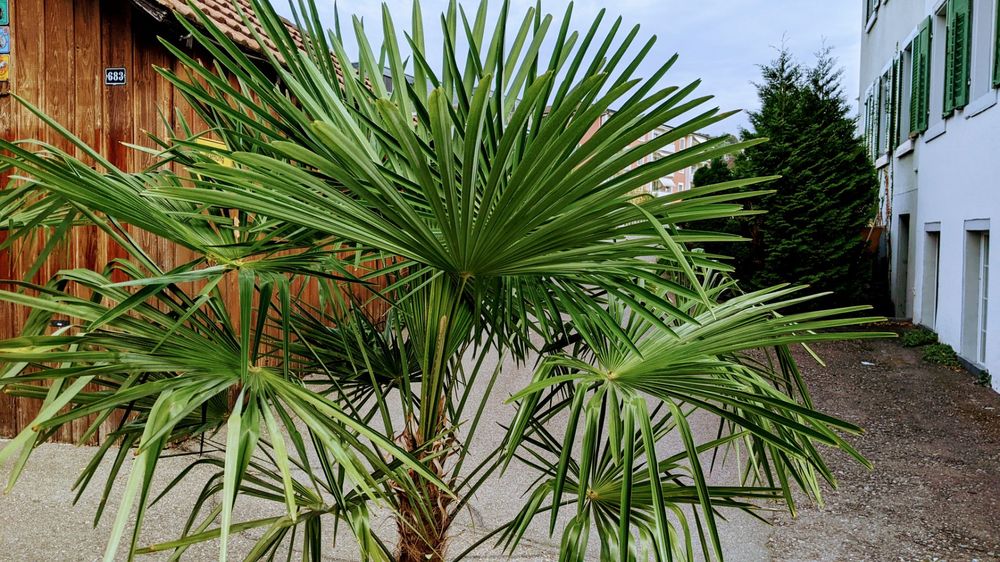 32+ Palme 2M Kaufen, Große palmen zu verkaufen auf finca hermosa.