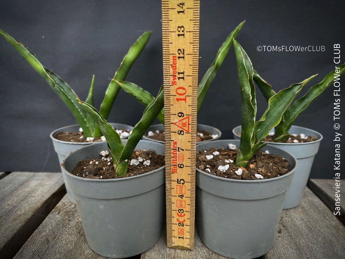 Piante & sementi: Sansevieria Katana - wunderschön Gross-Faecher-Sansevieria – Nuovo e nell'imballaggio originale da Adliswil venduto da astom369 6