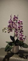 Orchidee gefleckt lila weiss blühend im Topf Top Zustand