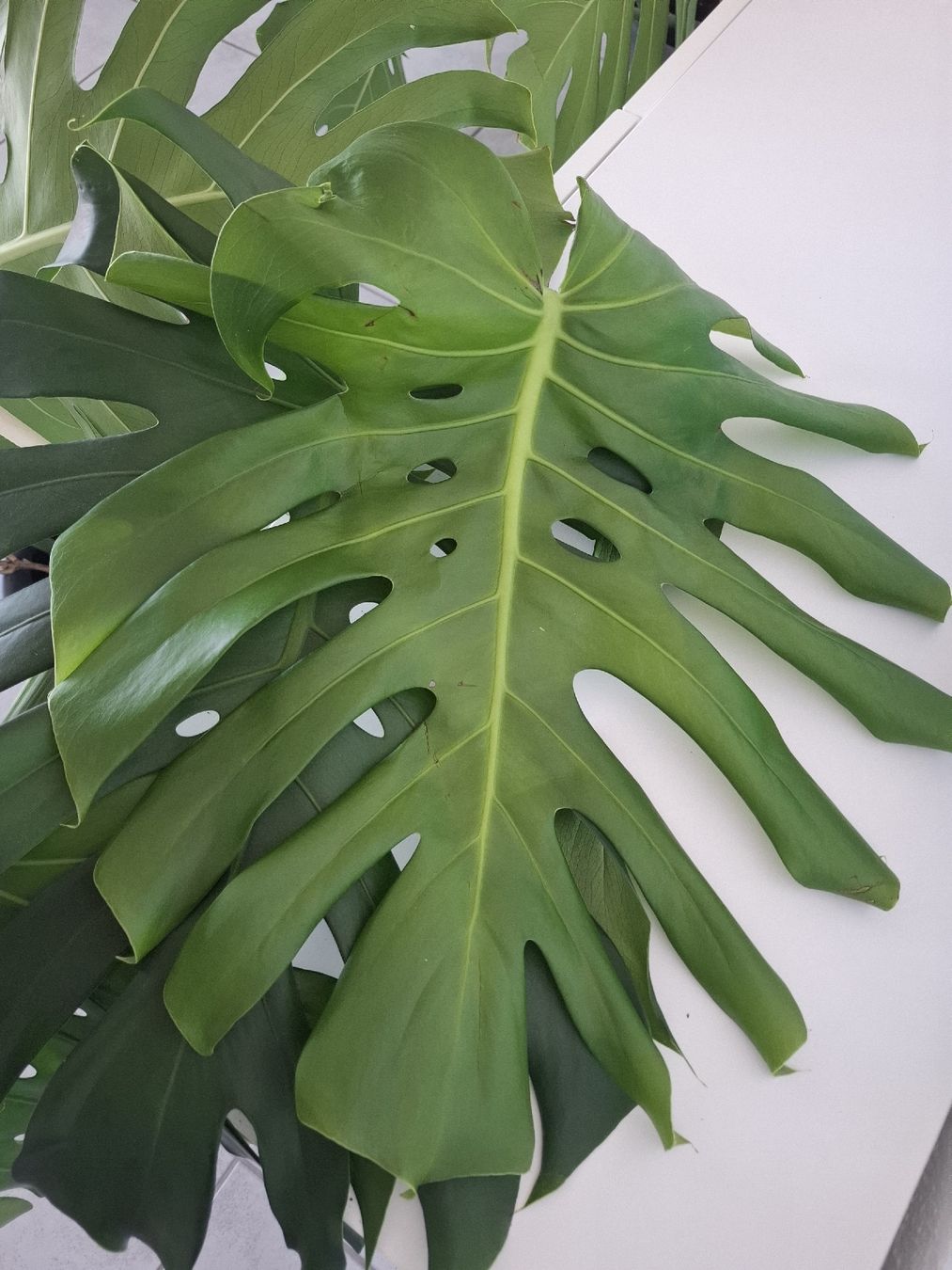 Piante & sementi: Echte Monstera – Nuovo (secondo la descrizione) da Neuenhof venduto da summer_25 1