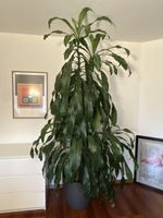 Big Dracaena Fragrans Massangeana Plant (Drachenbaum)