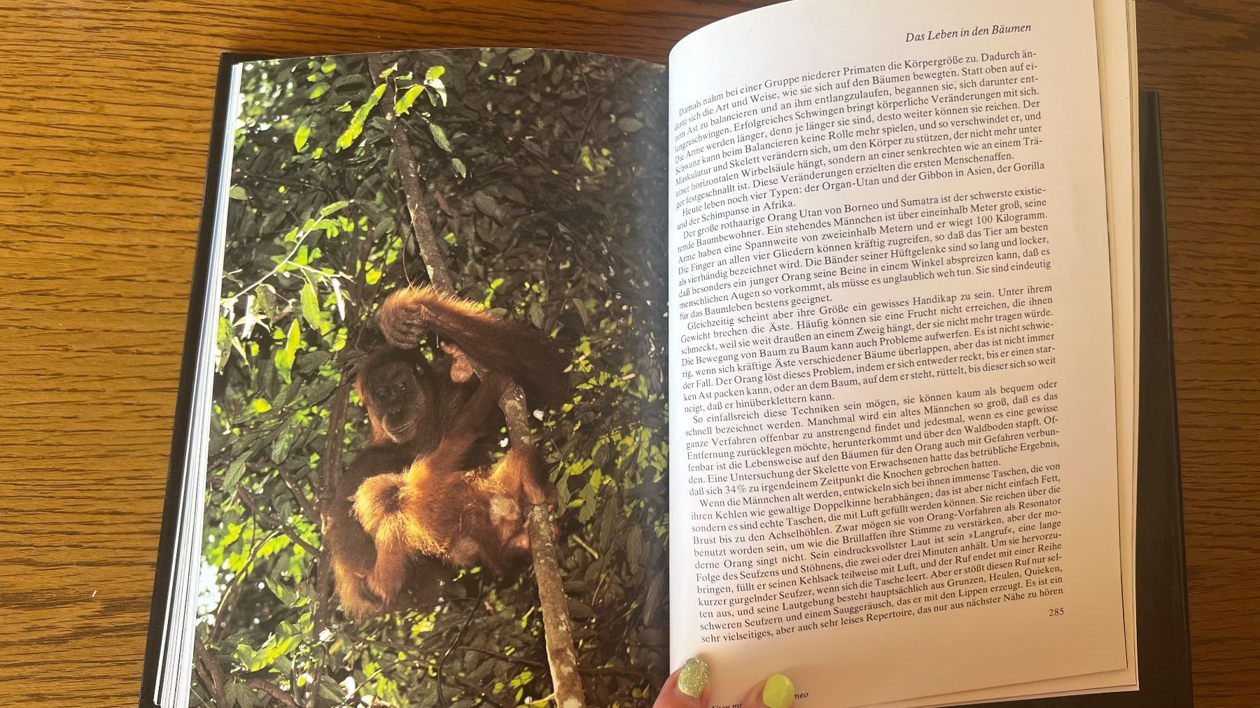 Bücher: David Attenborough: Das Leben auf unserer Erde -1979 – Gebraucht aus Schübelbach von Dolly990_2 7