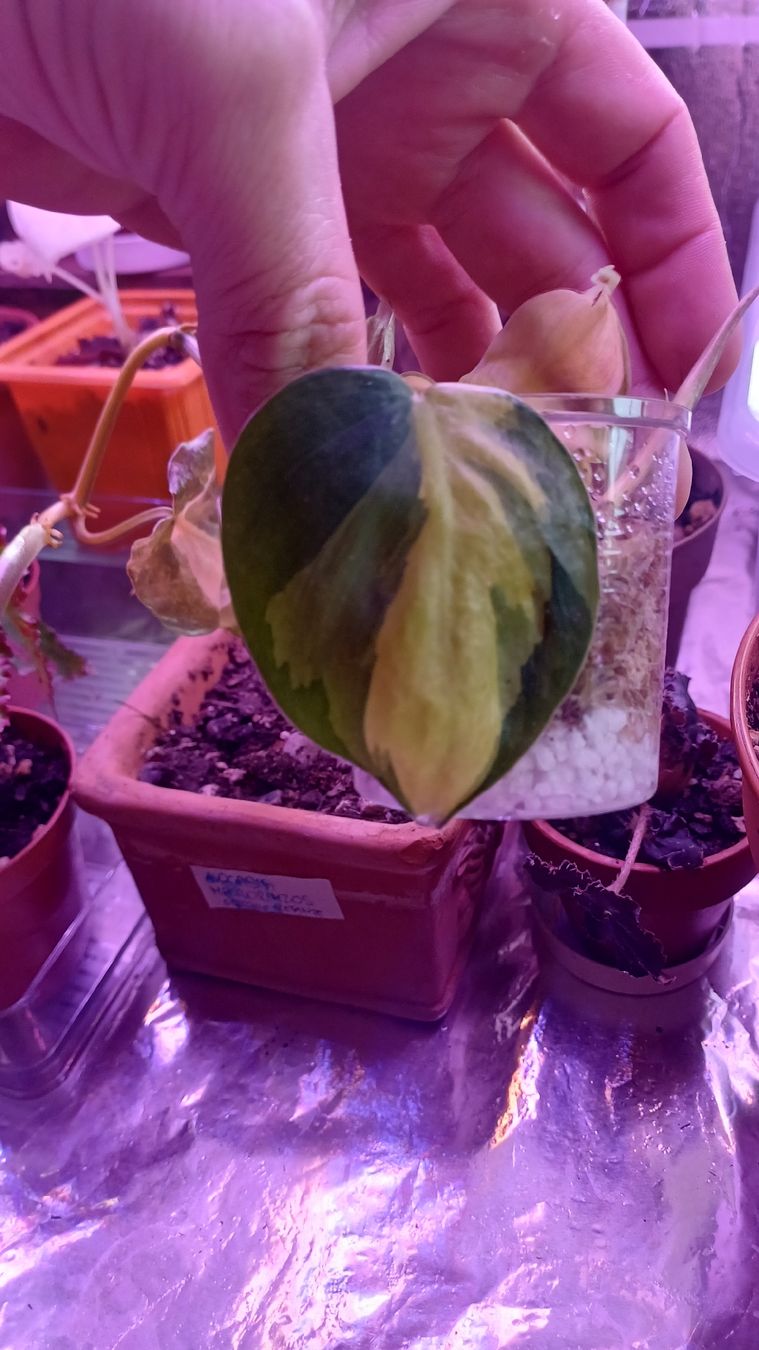 Pflanzen & Samen: epipremnum scandens "brasil" – Gebraucht aus Paradiso von botanica.bruta