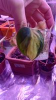 epipremnum scandens "brasil"