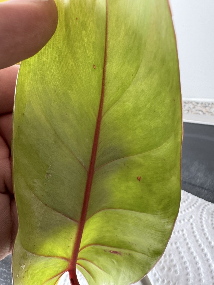 Piante & sementi: Philodendron “Painted Lady” – Nuovo (secondo la descrizione) da Rivera venduto da ale_28z9 3
