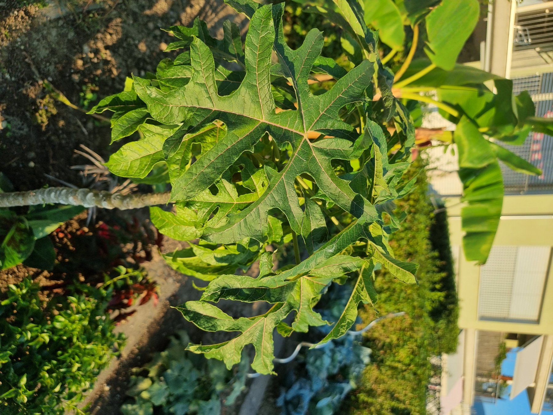 Pflanzen & Samen: Berg-Papaya – Gebraucht aus Uznach von Startrek 1