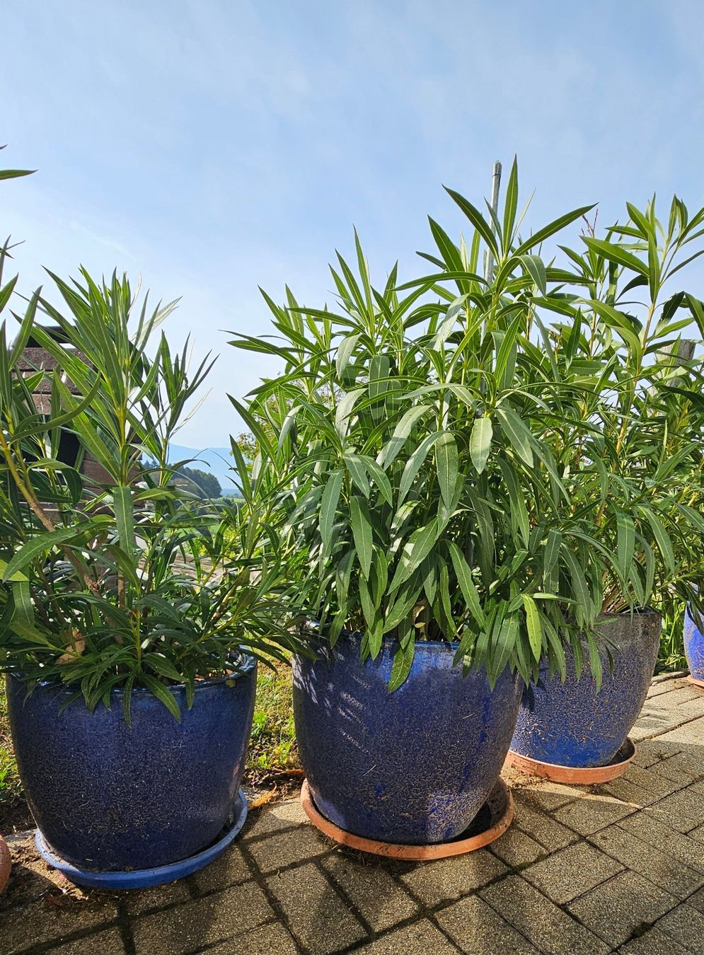 Pflanzen & Samen: Oleander im Topf Preis pro Stück – Gebraucht aus Rain von Rasala3
