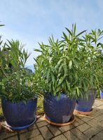 Oleander im Topf Preis pro Stück