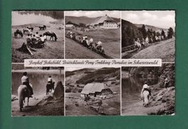 Feldberg-Bärental - Berghof BEHABÜHL - 6 Bilder - 1960