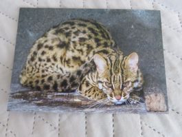 Asiatische Leopardkatze, Zoo, Raubkatze, Katze, ungelaufen