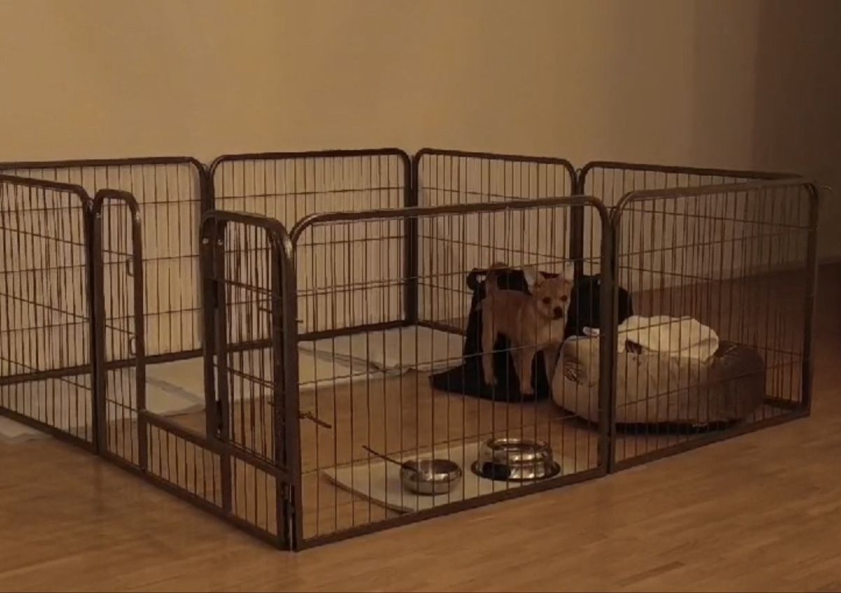 Cages, transport & sécurité: Hundegitter – D'occasion à Zürich par luc_x6br 1