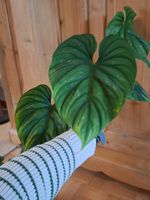 Philodendron Plowmanii