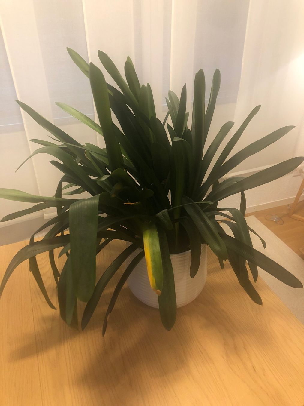 Plantes & graines: Clivia / Klivie – D'occasion à Kreuzlingen par Lavendel25