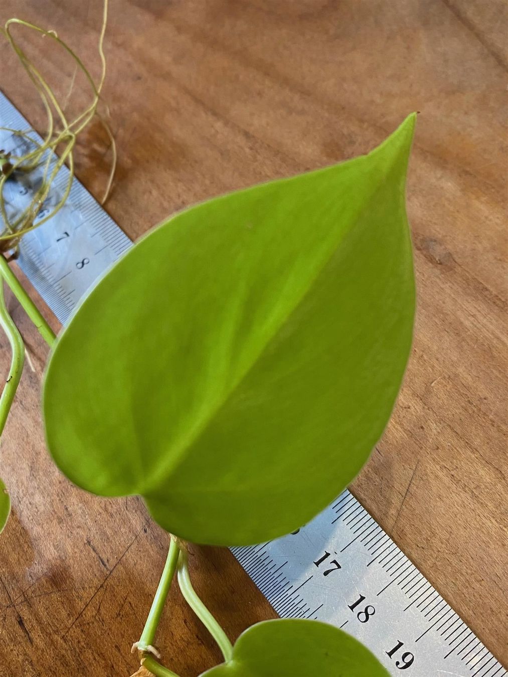 Piante & sementi: Philodendron hederaceum  Lemon Lime, Steckling – Nuovo (secondo la descrizione) da Winterthur venduto da Aniger 3