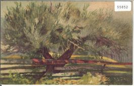 Weiden - Salix - Waldhaus-Flims - Litho