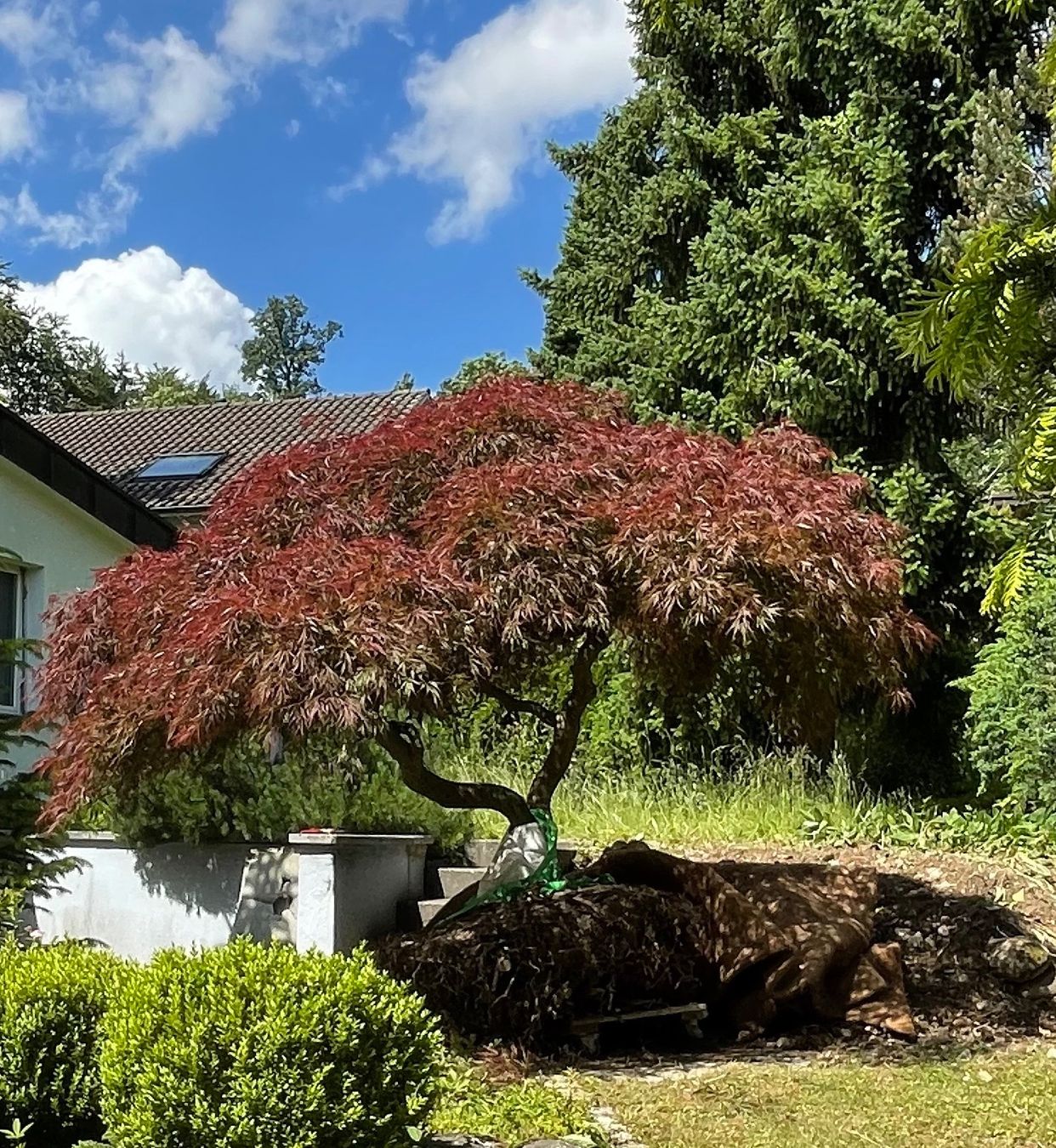 Piante & sementi: Japanischer Ahorn rot 48 jährig – Usato da Schlieren venduto da Jeajet 4