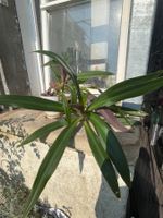 Pflanze für Terrarium oder Zimmer