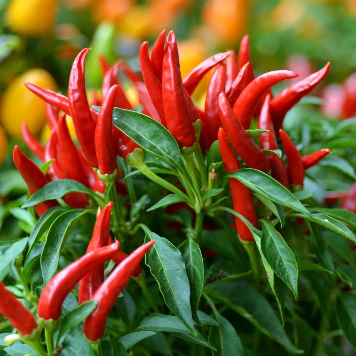 Piante & sementi: Thai-Chili Samen 2026 scharf – Usato da St.Gallen venduto da Thh7 1